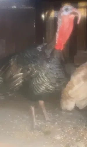 متاح في السلط