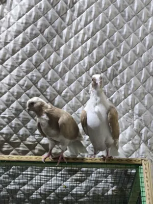 ارافل 3 للبيع