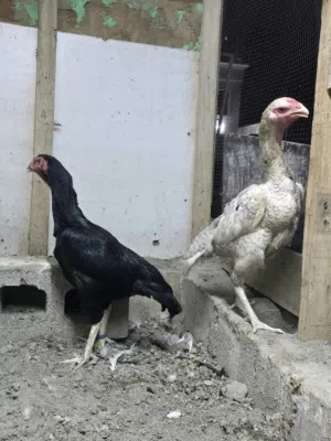 دجاجتين شامو