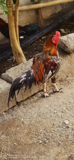 دیك پاکستانی