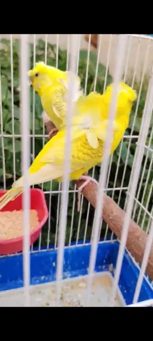 جواز حب كلها شغاله وبتجهز لبطون واشي تحته بيض