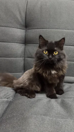 قطه British Longhair