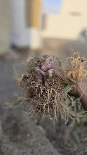 ثوم للبيع   ب ربطه