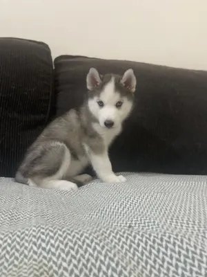 Pure husky puppies adorable Blue eyes for sale