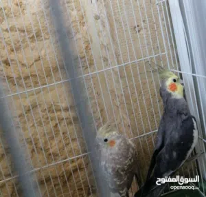 مجموعة طيور روز و كوكتيل تحتهم بيض تفاصيل بالوصف......