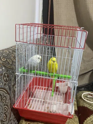 زوج عصافير