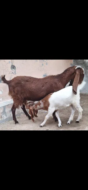 goat with baby both female