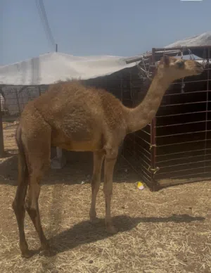 حور لبيع مشالله