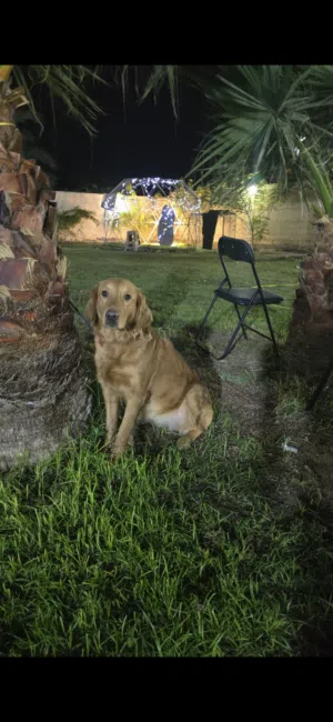 جولدن ريتريفر ذكر وانثي مستوي ممتاز Golden Retriever, male and female, excellent quality