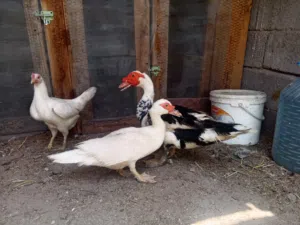 بشوش مصريه نثيه وفحل