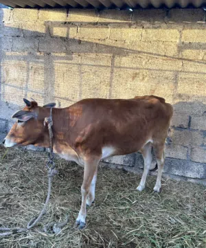 عجله عمانيه