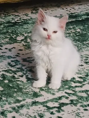 female kitten for sale