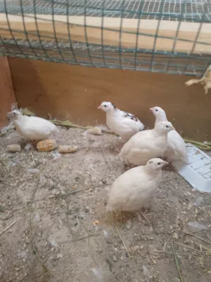 سمان للبيع الوصف مهم