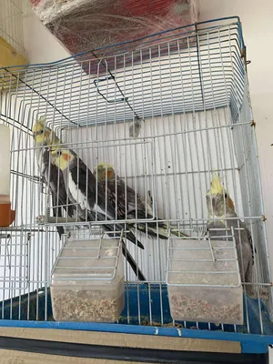 Parrots1