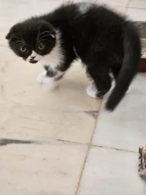 قطط  شيرازي و سكوتش فولد صغار للبيع. الكمية 2. افتح الصور