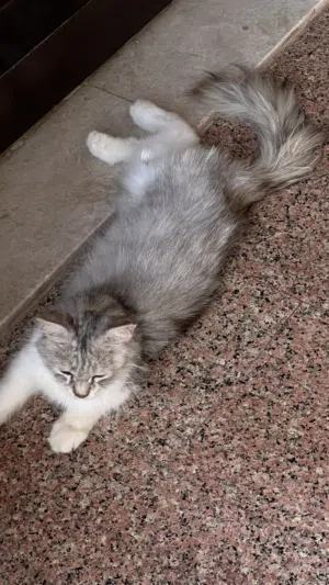 قط انثى منزلي شيرازي جميل ونادر وصغير