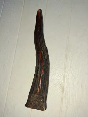 قرن غزال أحمر (Red Deer antler)