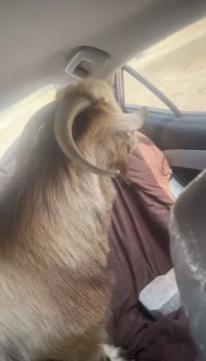 تيس عماني إنتاج ممتاز