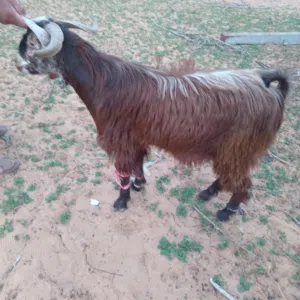 جدي ثني للبيع جدي سمين ونظيف