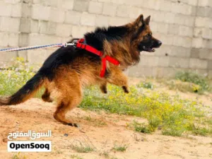 كلب كستم درجة اولي للبيع السعر ساوم