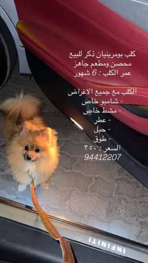 كلب بومرينيان