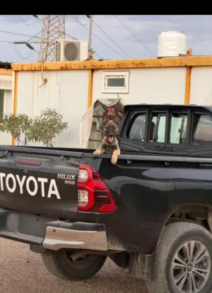 مطلوب كلاب مالينوا