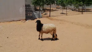 فطيمه وطنيه الله يبارك عمرها ف7شهور سليمه من الامراض والعيوب متع تربيه او موس لبيدبح..