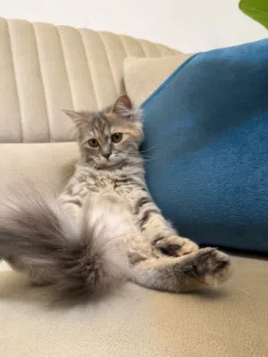 قطط مكس بريتش و شيرازي
