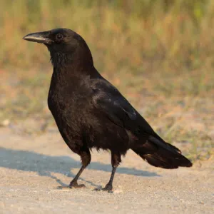 غراب لل بيع اقره الوصف