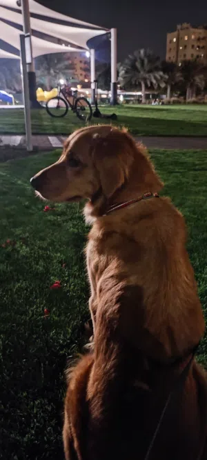 Female Golden Retriever Looking for a New Family