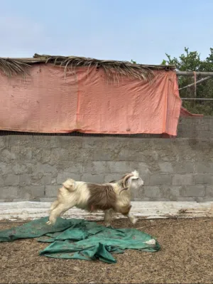 تيس عماني مطعوم