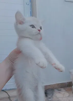 قط ذكر سكوتش ستريت