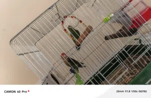 جوز روز......للبيع