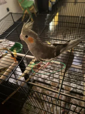 Cockatiel Female (6 Months Old ) , Fully hand tamed and under Training period