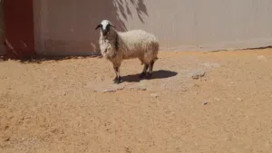 فطيمه وطنيه ربي يبارك سلاله توميه مشالله عمرها ف7شهور سليمه من الامراض..