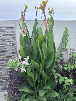 Healthy lily plants