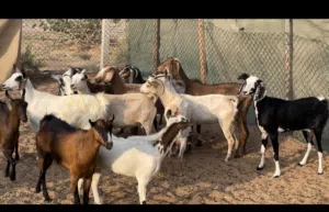 للبيع حلال تربيع