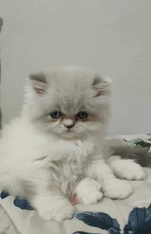 Persian0