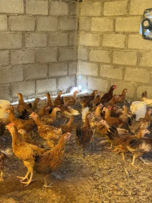 دواجن فرنسيه الاحمر