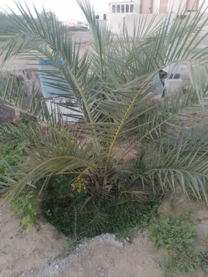 ابحث عن فسائل صرم سلطانه السعودية
