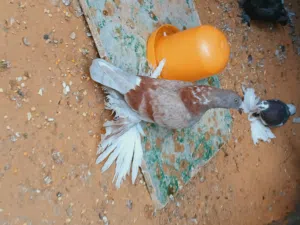 شقلباز هزاز  على ريشات