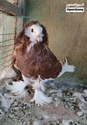 شباب اريد من هاي لطيور العنده يراسل