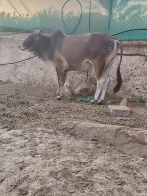 السوق المفتوح