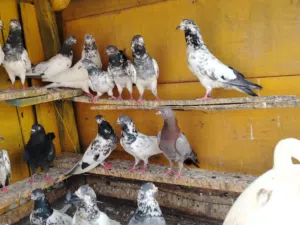 حمام باكستاني للبيع