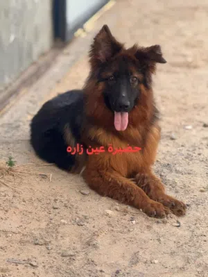 دكر جيرمين استراد تونس