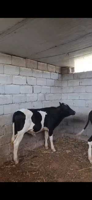 عجول العدد 6 معلوفات بروسهن سعرهن على 1550