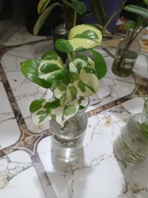 نباتات داخلية ظلية مائية نظيفة وحلوة مع الدورق الزجاجي