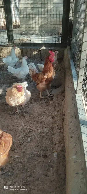 Chickens4