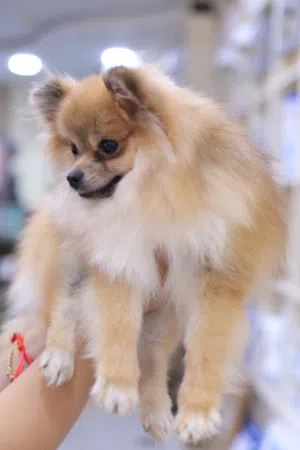 متوفر الآن جرو بومرينيان (Pomeranian)   مناسب للشقق لصغر حجمه.  ودود ولطيف مع الأطفال.