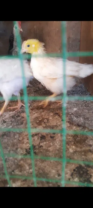 افراخ دجاج معمل زوج 5عمر شهرين
